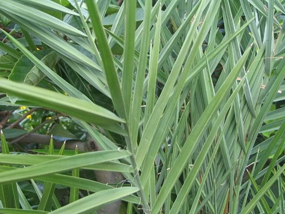 Air Nabeez: Manfaat Air Rendaman Kurma, Resep, dan Cara Membuat yang Aman